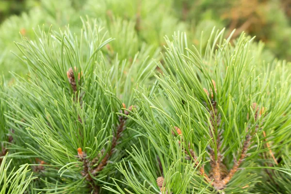 Mountain Pine Branches Close Green Environmental Background — Stock Photo, Image
