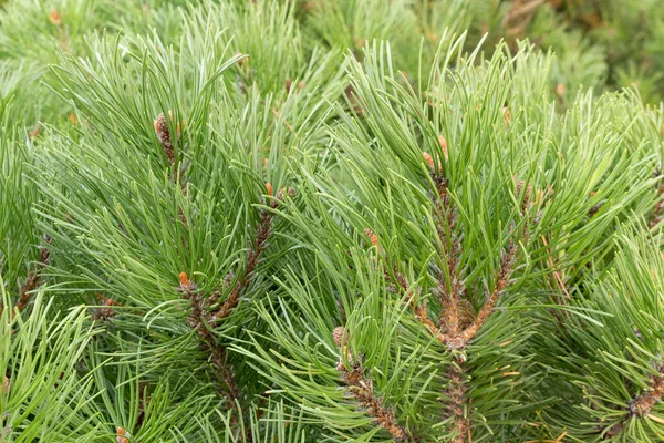 Mountain Pine Branches Close Green Environmental Background Royalty Free Stock Images