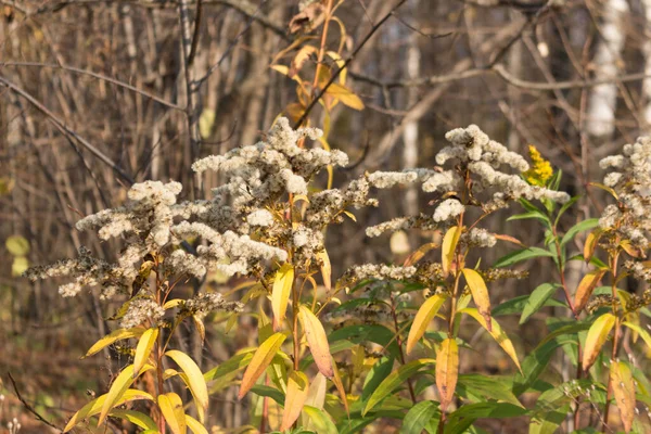 Día Otoño Bosque Plantas Herbáceas Secas Otoño Primer Plano — Foto de Stock