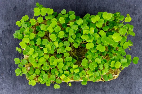 Micro Verde Cocina Del Hogar Para Una Comida Saludable Una —  Fotos de Stock