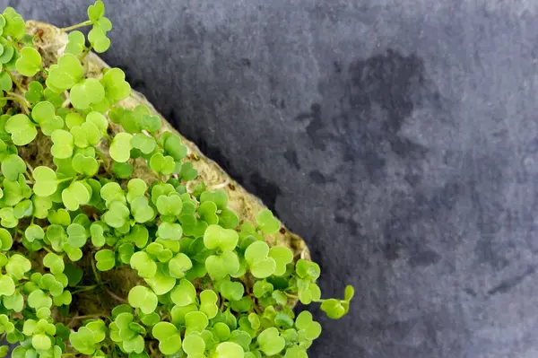 Micro Verde Cozinha Casa Para Comida Saudável Uma Placa Preta — Fotografia de Stock