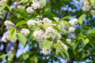 Kirazlı kuş çiçekleri. Bu ağaç, peyzaj tasarımında kullanılan parklarda bulunur.
