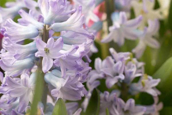 Kvetoucí Hyacinty Parku Venkovní Slunečný Den — Stock fotografie