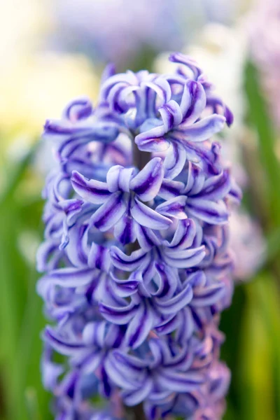 Blue Jacket Hyacinth Hyacinthus Orientalis — стоковое фото