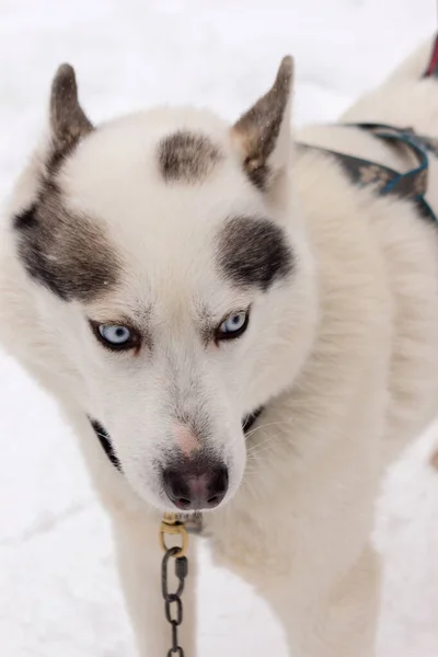 Portrét Husky Psa Modrýma Očima Zblízka Venkovní Zimní Sněhový Den — Stock fotografie