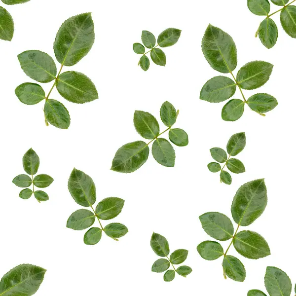 Seamless Pattern Green Leaves Isolated White Background — Stock Photo, Image
