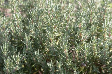 Biberiye, aromatik gıda katkı maddesi, bahçe yatağında yetişir.