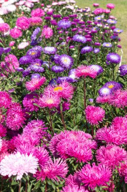 Çok renkli asterlerin arka planı, bir yatak, bir peyzaj tasarımı.