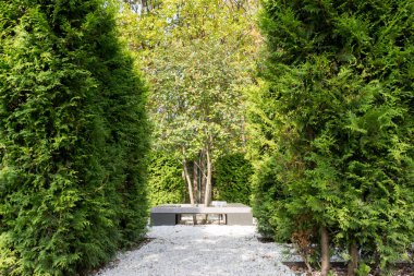 A hawthorn tree and a bench in the center of a landscaped park, surrounded by a thuja hedge. Autumn view.