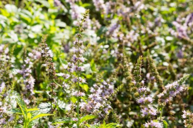 Peppermint, a medicinal fragrant plant, blooms in the garden, summer background. Sunny day.