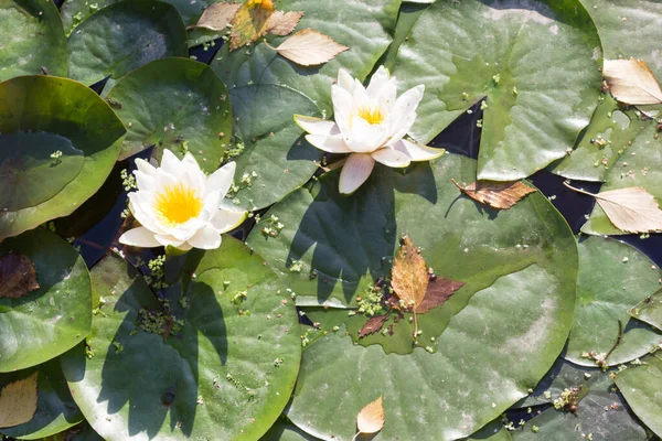 Lirio Agua Blanca Estanque Día Soleado —  Fotos de Stock