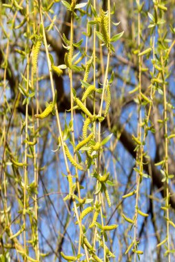 İlkbaharda söğüt dalları, taze yapraklar ve çiçekler, açık havada güneşli bir gün, arka plan