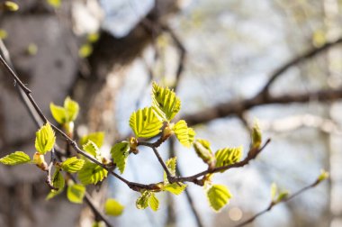 Huş ağacının genç yaprakları ve yaprak bitleri yaprakların üzerindeki böceklerdir..