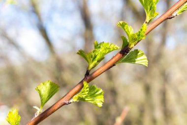 Baharda yeşil yapraklar açar, güneşli bir gün, yakın çekim