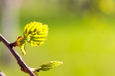 Huş ağacının genç yaprakları ve yaprak bitleri yaprakların üzerindeki böceklerdir..