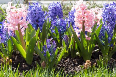 Baharda bahçede sümbüller açar, güneşli bir günde, dışarıda, arka planda.