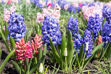 Baharda bahçede sümbüller açar, güneşli bir günde, dışarıda, arka planda.