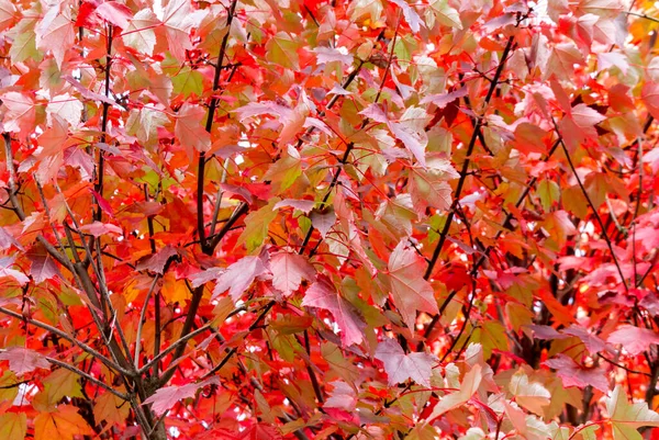 Red Maple Acer Rubrum Autumn View Leaves Close Autumn Background — Stock Photo, Image