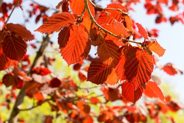 Red Leaved Hazel Landscape Park Spring View Closeup — Photo