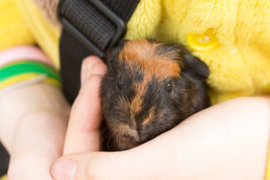Çocukların ellerinde şirin siyah ve kırmızı bebek kobay faresi. Kapat..