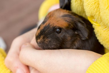 Çocukların ellerinde şirin siyah ve kırmızı bebek kobay faresi. Kapat..