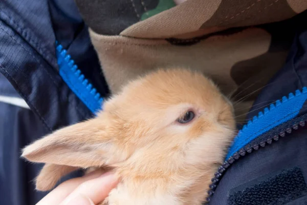 Lindo Conejo Bebé Las Manos Los Niños Cerca —  Fotos de Stock