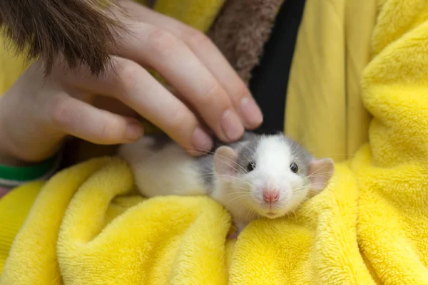 Mignon Rat Bébé Gris Gris Blanc Sur Les Mains Des — Photo