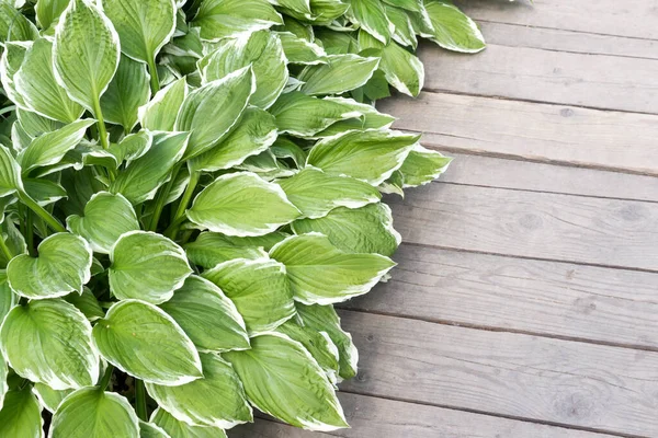 Exuberante Vegetación Hosta Fondo Los Caminos Madera Del Jardín —  Fotos de Stock