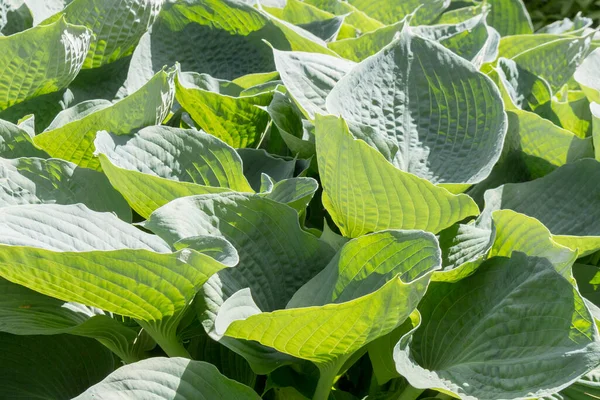 Exuberante Follaje Anfitrión Con Bordes Blancos Jardín Fondo Verano Verde —  Fotos de Stock