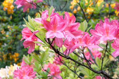 Deciduous bush of Japanese rhododendron with salmon flowers in the garden. Rhododendron molle japonicum.