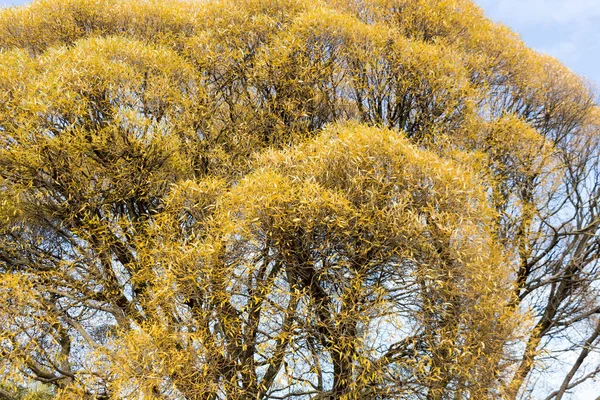 Stary Duży Wierzba Drzewo Żółty Liść Przeciw Błękitny Niebo Jesienny — Zdjęcie stockowe