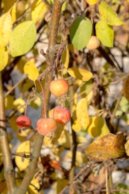 Süslü elma ağaçlarının meyveleri. sonbahar görünümü.