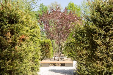 Prunus cerasifera nigra, Splayed erik, bahar manzarası.
