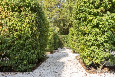 Elma ağaçları çiti, peyzaj tasarımı. sonbahar görünümü.