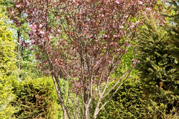 Prunus Cerasifera Nigra Splayed Erik — Stok fotoğraf