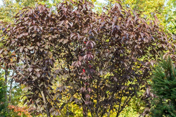Prunus Cerasifera Nigra Ciruela Jugada Vista Otoño Imagen de archivo