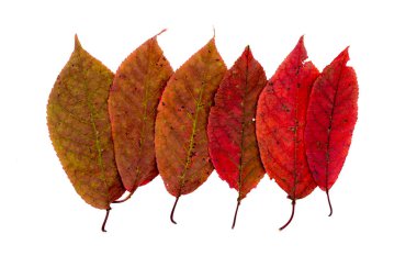 Renkli sonbahar yaprakları beyaz grupta izole edilmiş.