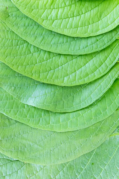Тло Зеленого Листя Літній Зелений Фон Пишного Листя — стокове фото