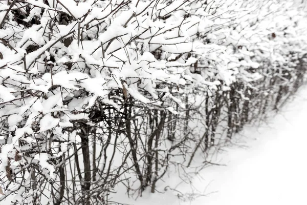 冬天公园里被雪覆盖的灌木丛 — 图库照片