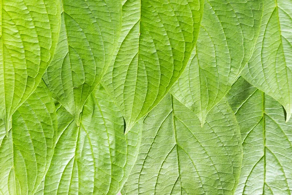 Fondo Hojas Verdes Fondo Verde Verano Follaje Exuberante — Foto de Stock