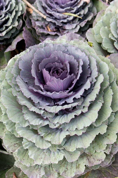 Decorative Cabbage Grows Flower Bed Ornamental Plant End Summer Beginning — Stock Photo, Image