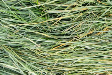 Yeşil çimen, çimen, yakın plan, arka plan, yaz doğal arka plan