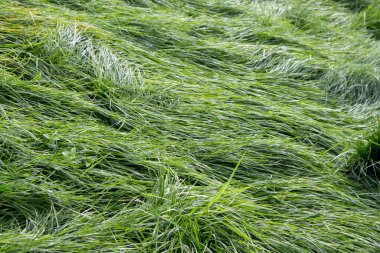 Yeşil çimen, çimen, yakın plan, arka plan, yaz doğal arka plan