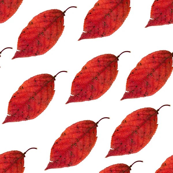Röd Höst Löv Sömlös Bakgrund — Stockfoto