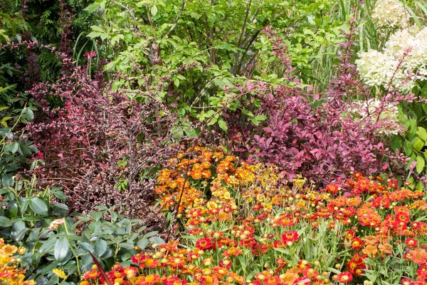 Helenio Otoño Otras Plantas Otoño Parterre Parque Día Soleado Otoño — Foto de Stock