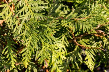 Thuja Western Smaragd yakın plan, tam çerçeve, arka plan.