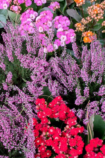 Blumenarrangement Aus Kalanchoe Und Heidekraut Garten — Stockfoto