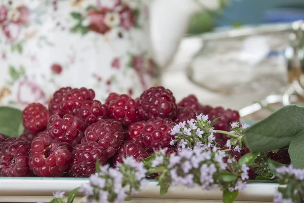 Reife Himbeeren mit Thymian — Stockfoto