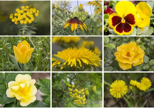 Kolaż kwiatów żółty — Zdjęcie stockowe