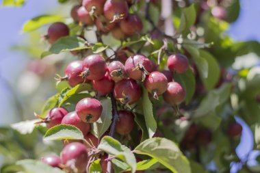 rode appels op een boomtak